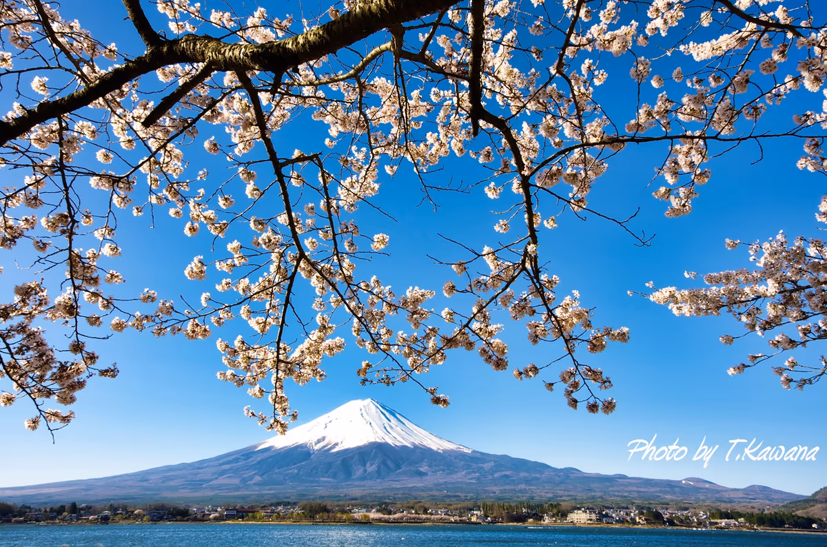 投稿写真：春盛りの雪富士と桜花