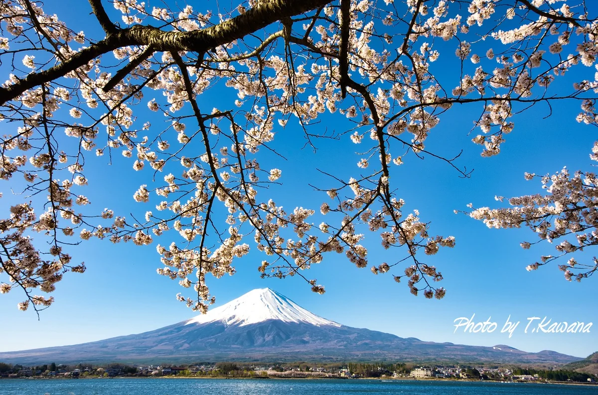 投稿写真：春盛りの雪富士と桜花