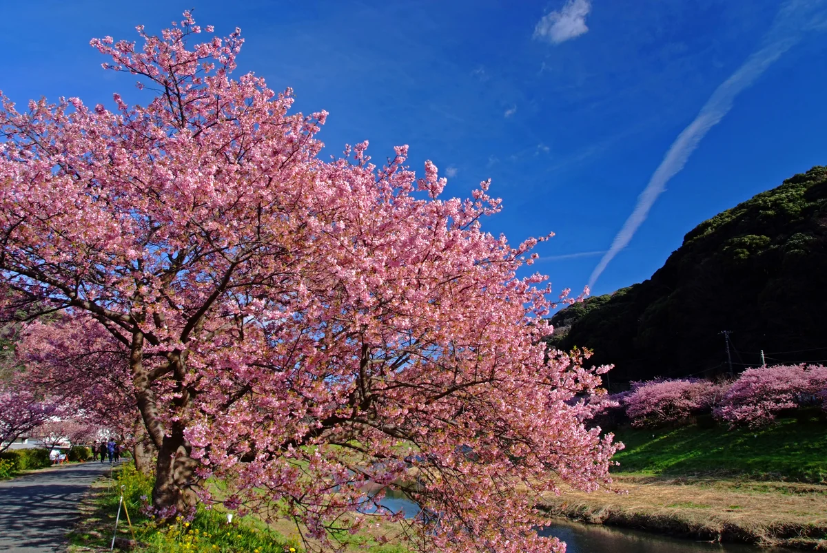 投稿写真：亡き姉に届け、桜の想い