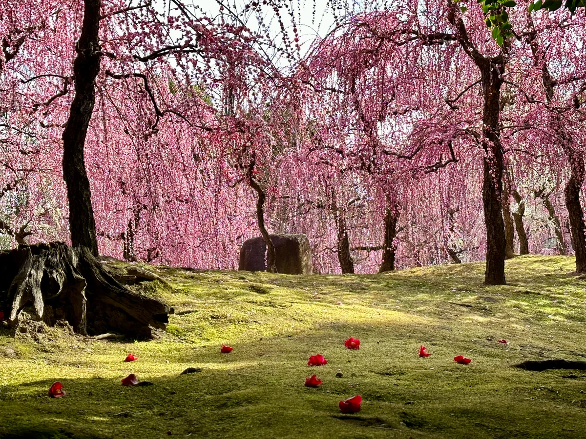 投稿写真：枝垂れ梅と椿