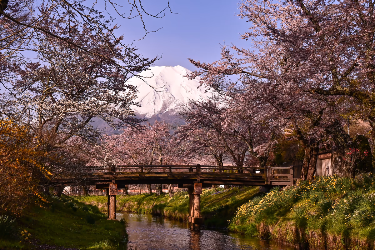 投稿写真：忍野八海の春