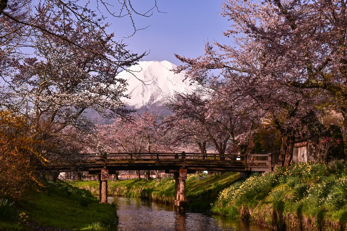投稿写真：忍野八海の春
