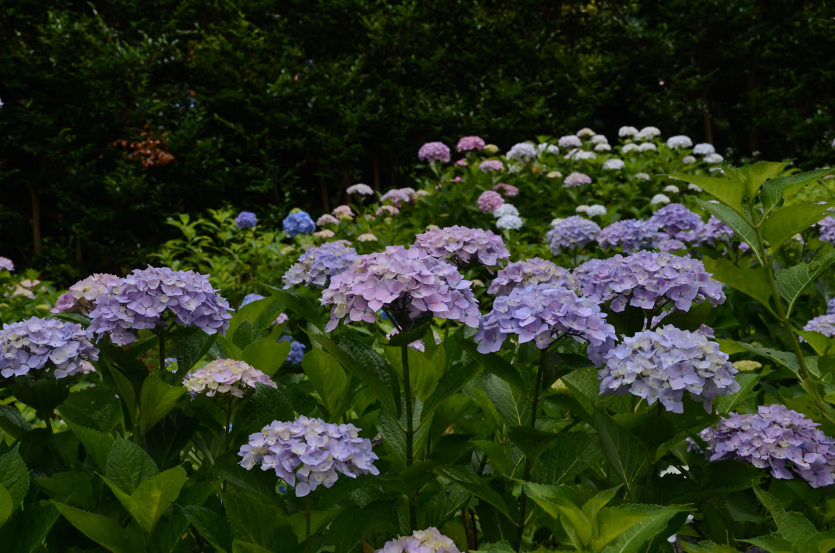 投稿写真：三室戸寺紫陽花