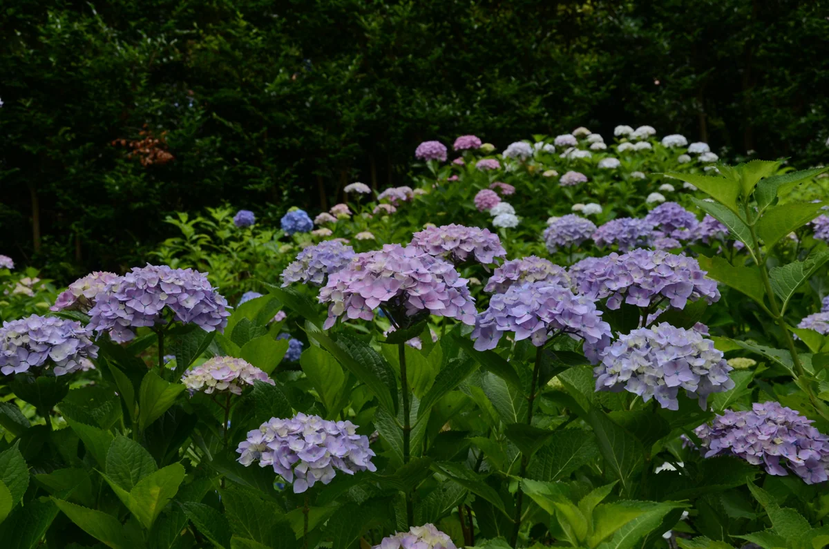 投稿写真：三室戸寺紫陽花