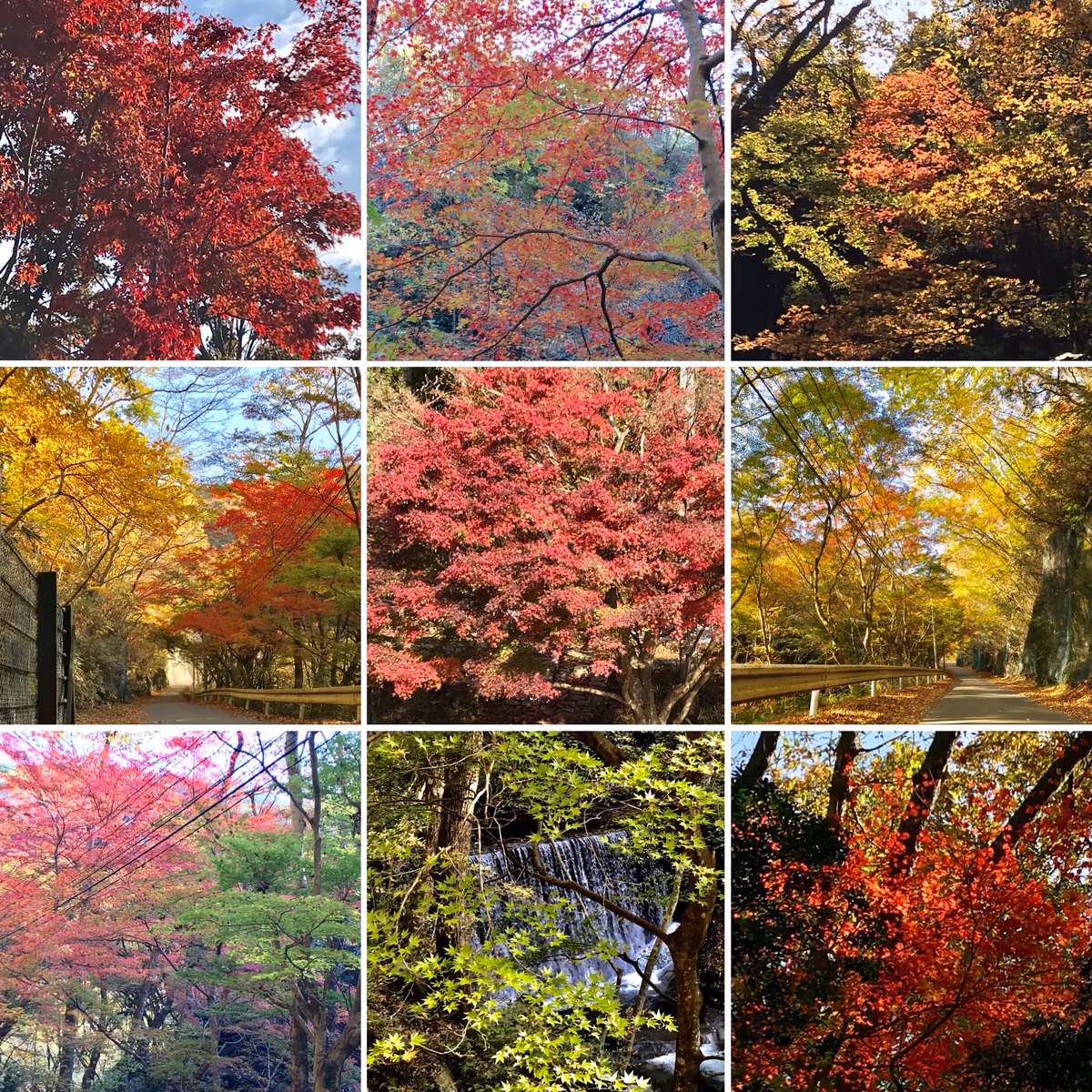 投稿写真：秋の紅葉のパッチワークです。
