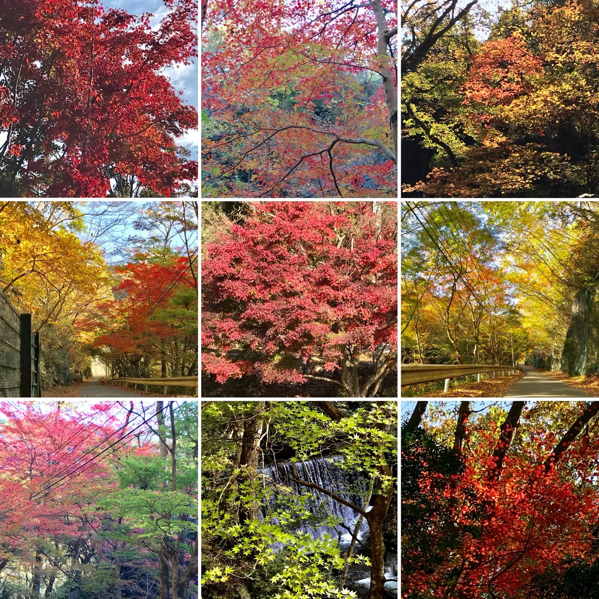 投稿写真：秋の紅葉のパッチワークです。