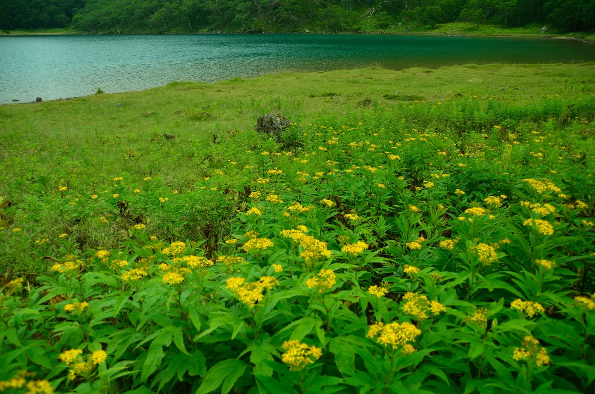 投稿写真：湖畔の花園