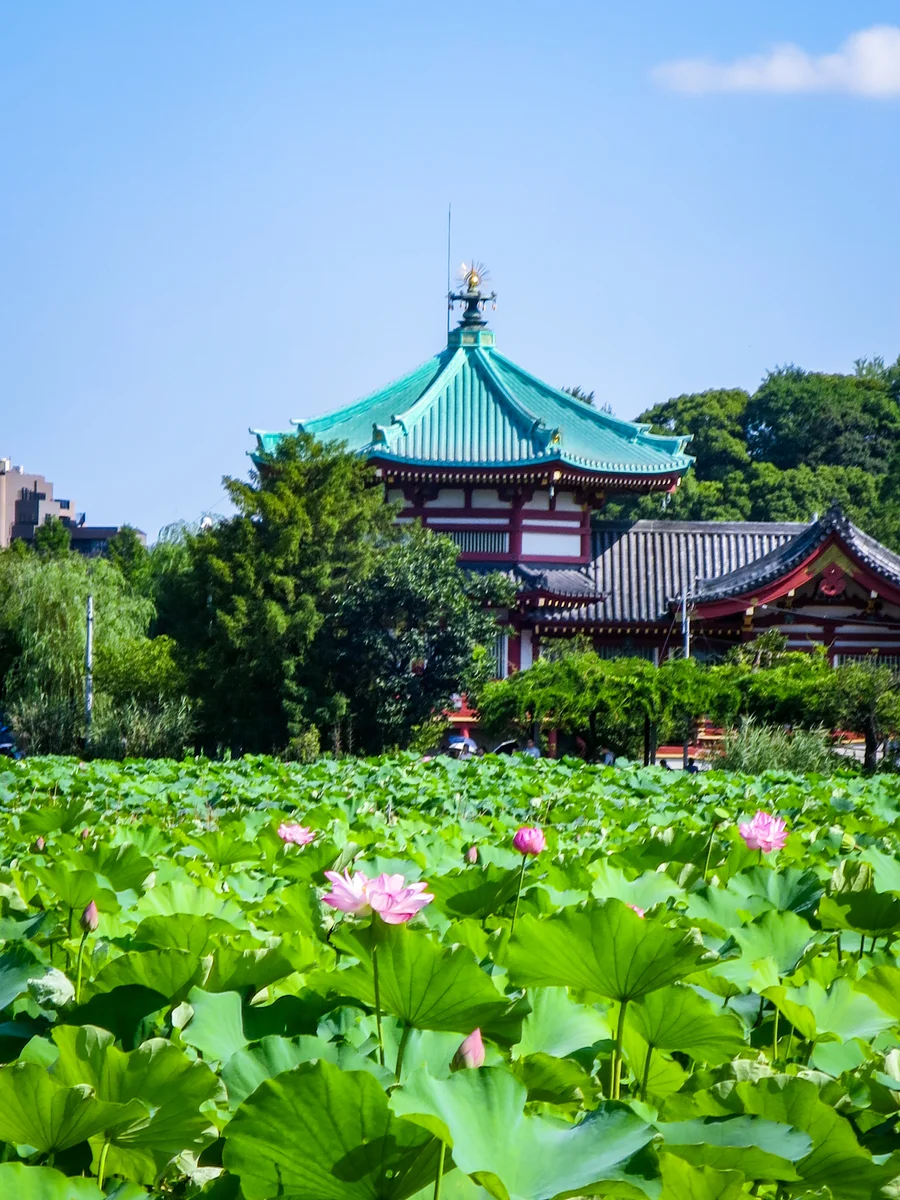 投稿写真：辯天堂とハスの花