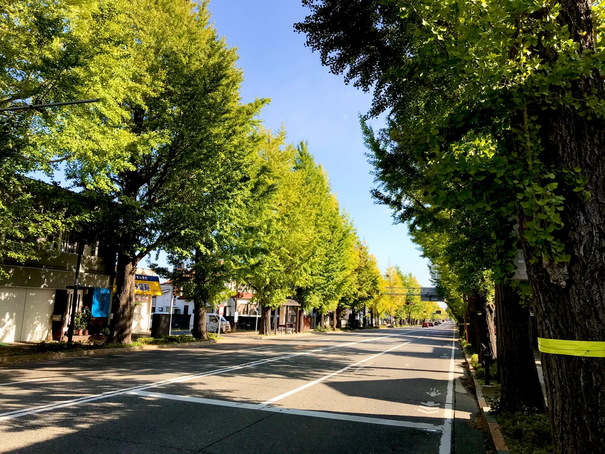 投稿写真：紅葉直前のイチョウ