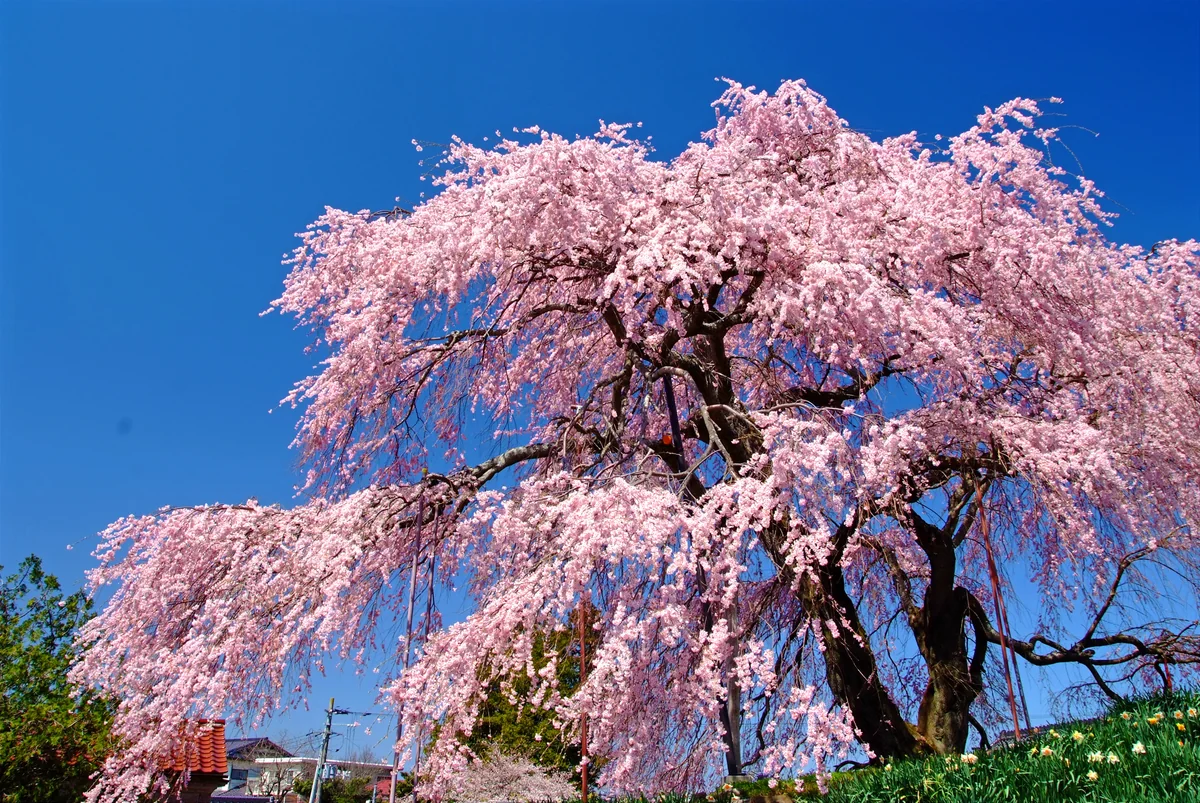 投稿写真：金毘羅桜、舞う