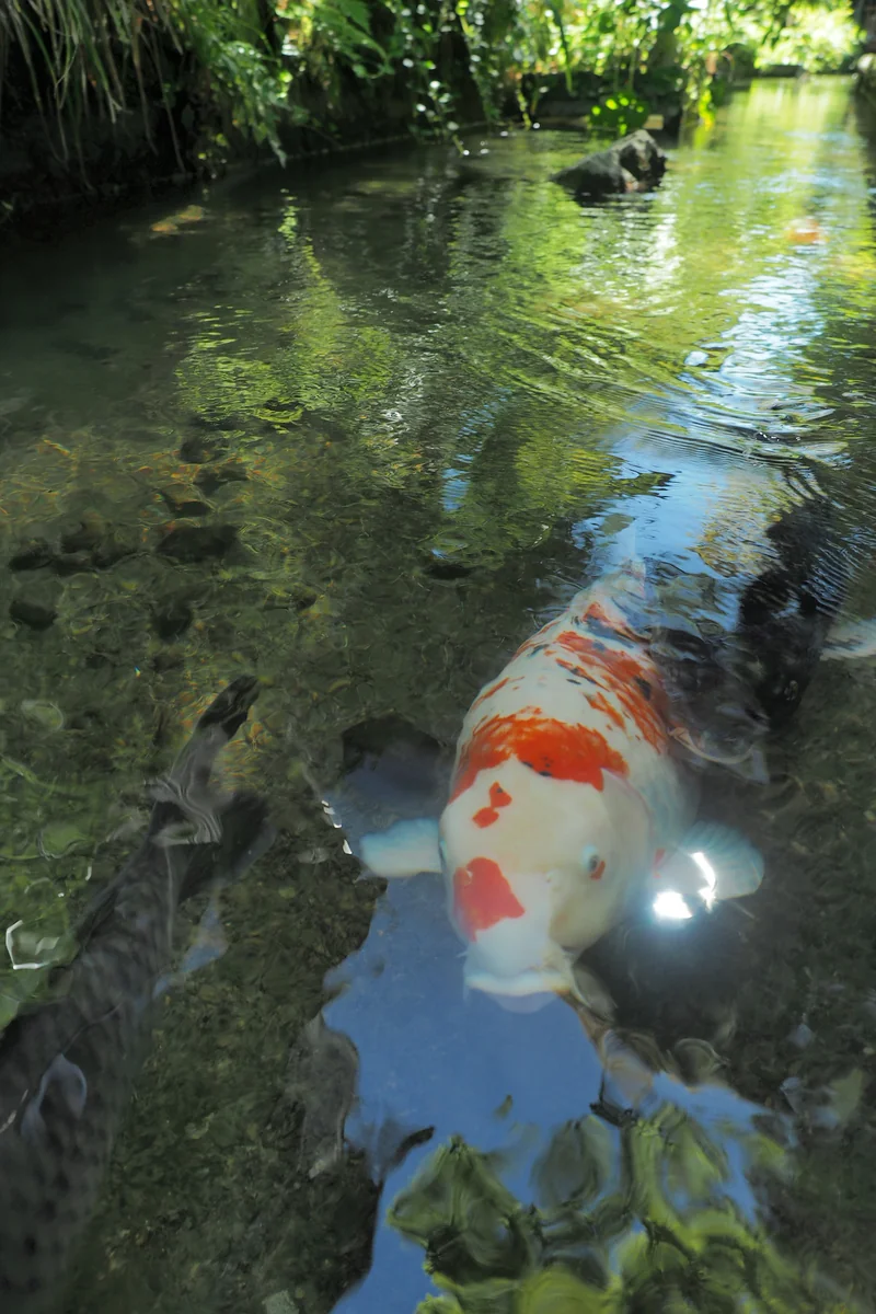 投稿写真：用水路の鯉