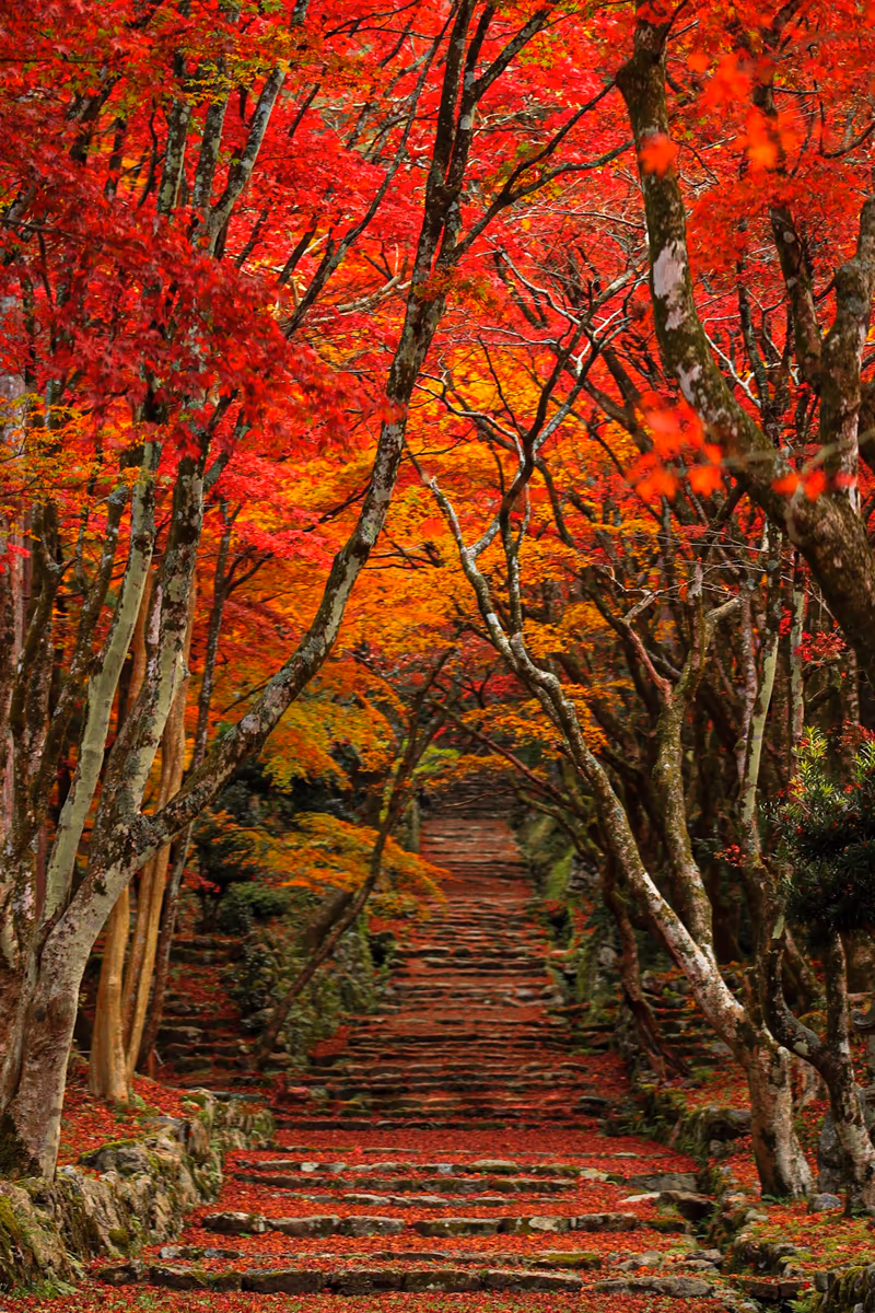 投稿写真：鶏足寺