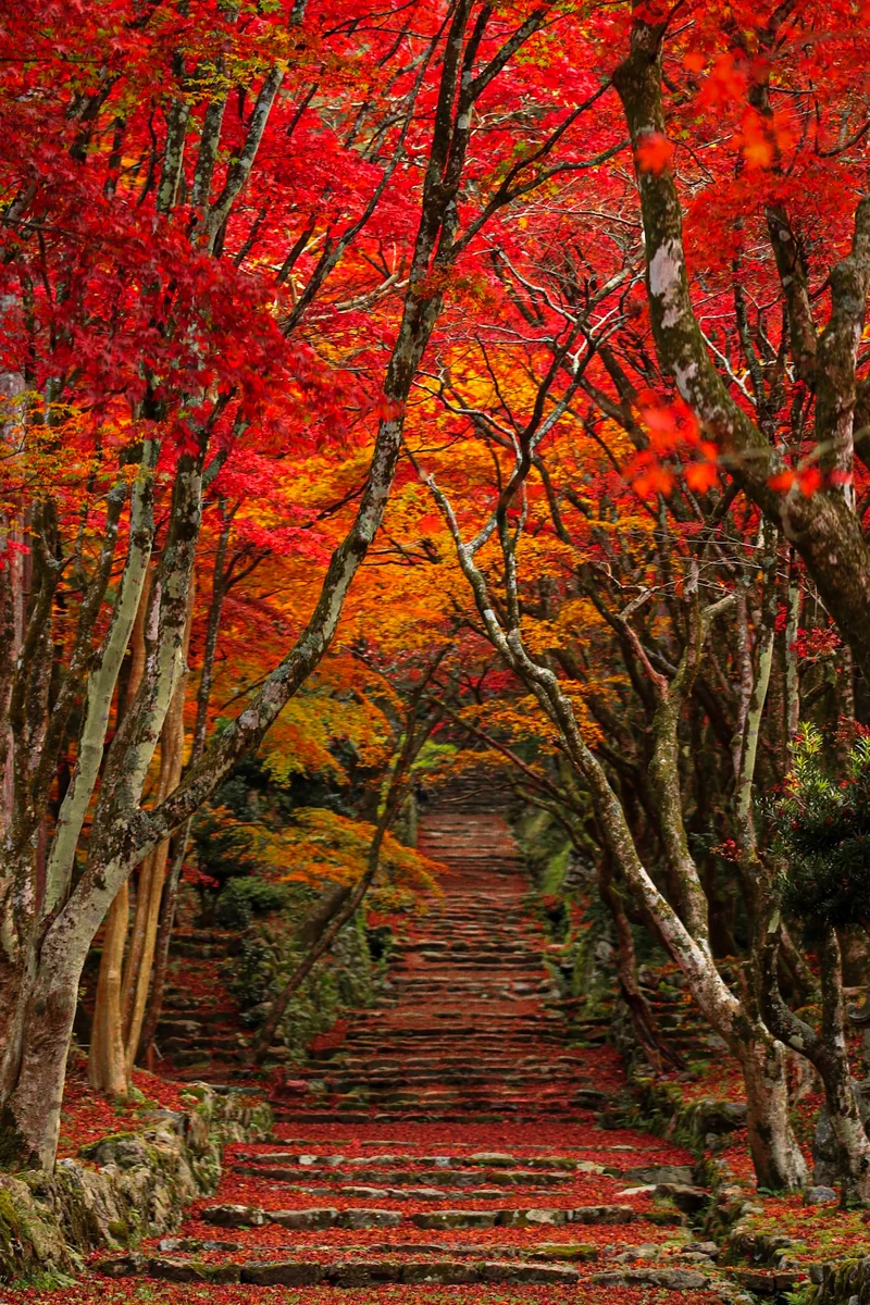 投稿写真：鶏足寺