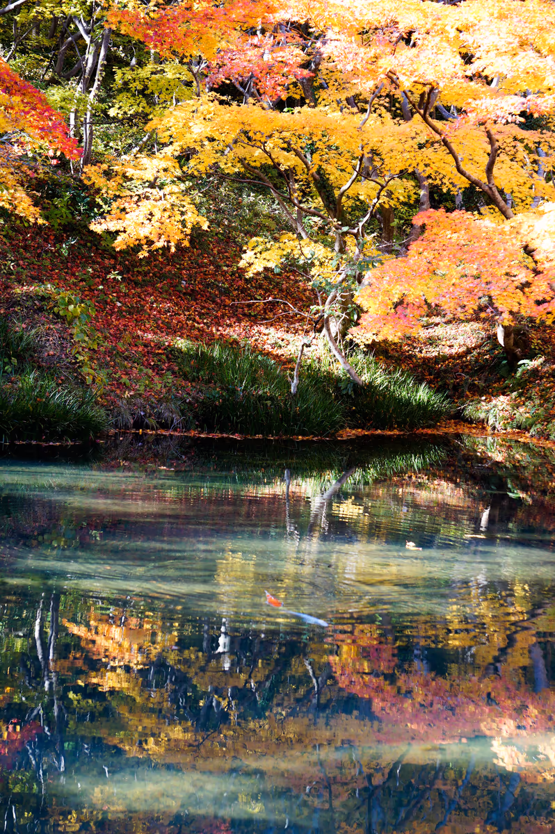 投稿写真：紅葉の錦が彩る鏡池を泳ぐニ匹の鯉