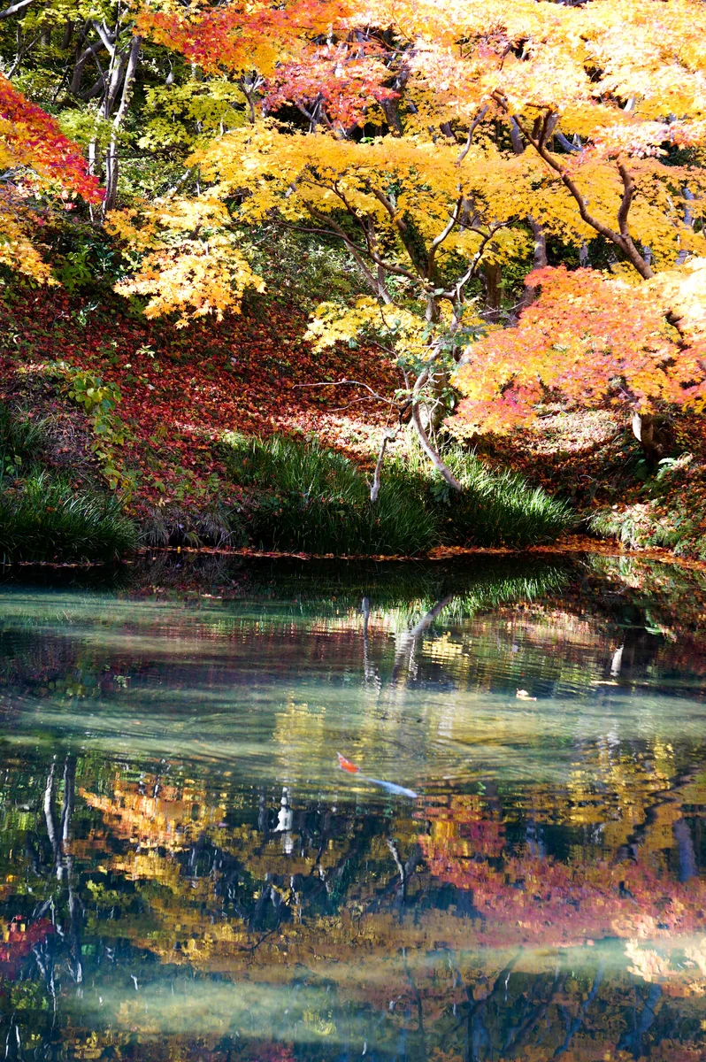 投稿写真：紅葉の錦が彩る鏡池を泳ぐニ匹の鯉