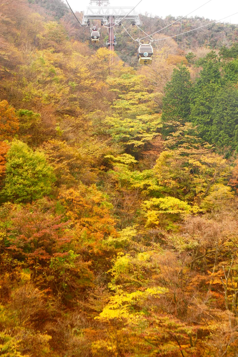 投稿写真：箱根ロープウェイ　秋の上の空中散歩