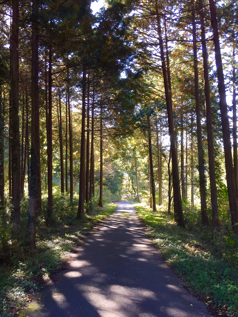 投稿写真：道