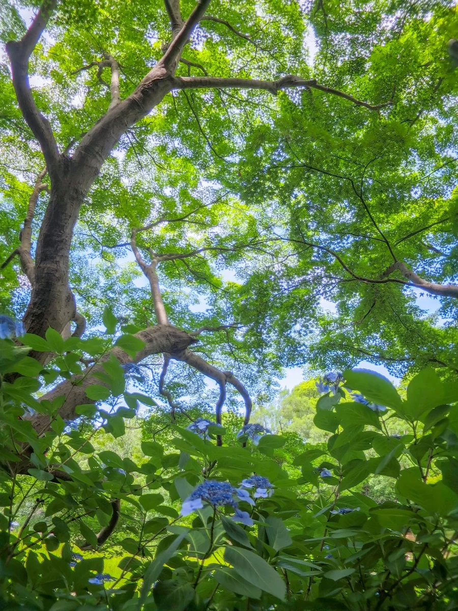 投稿写真：ガクアジサイと青モミジ