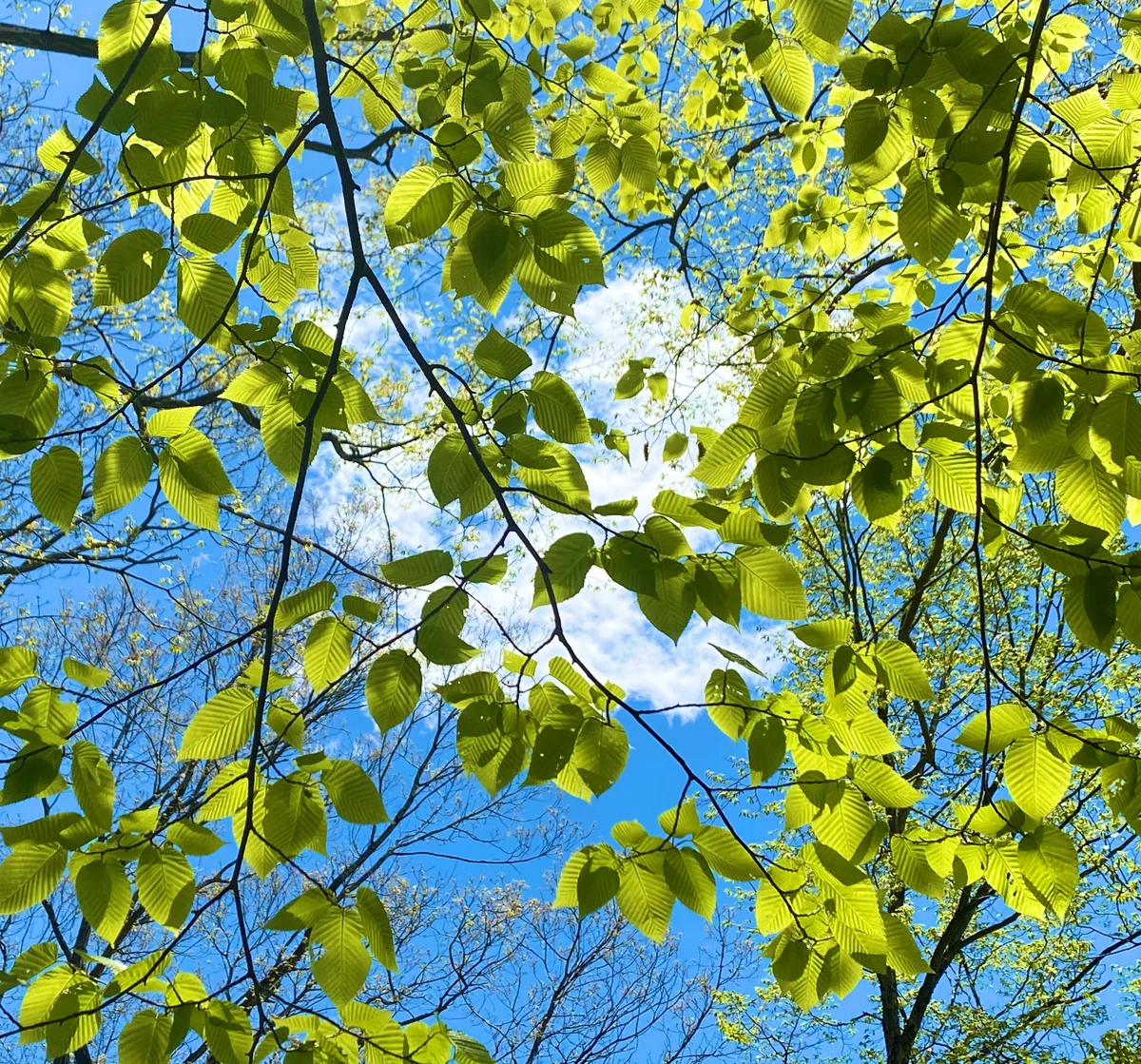 投稿写真：春光