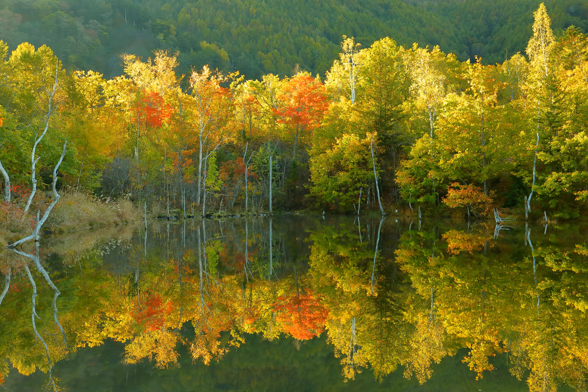 投稿写真：紅葉のまいめの池の水鏡