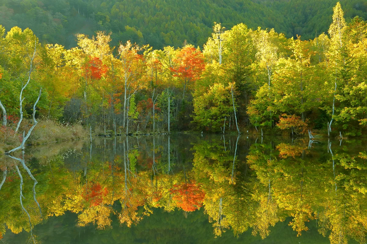 投稿写真：紅葉のまいめの池の水鏡