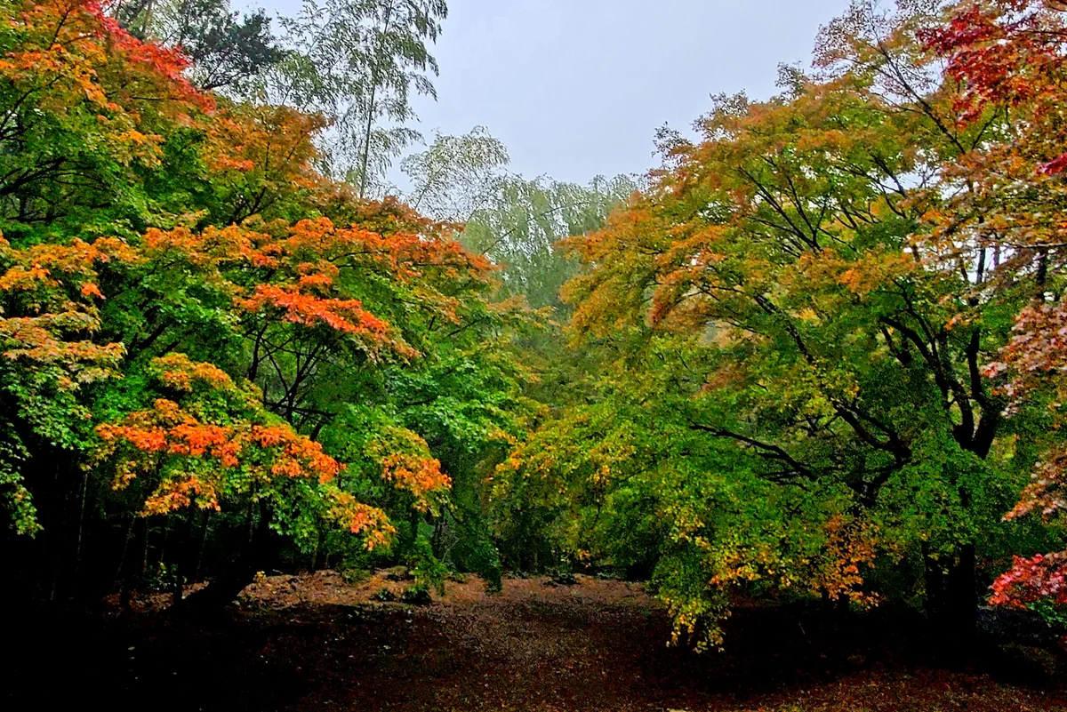 投稿写真：三十路苑のもみじ