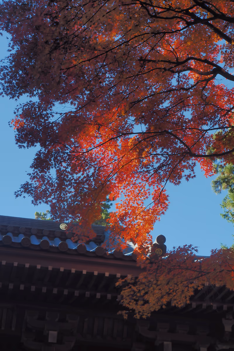 投稿写真：高尾山　薬王院山門　紅葉