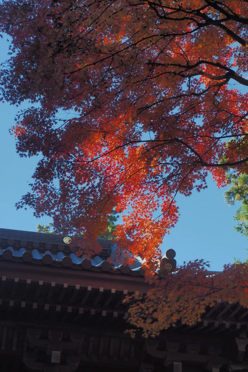 投稿写真：高尾山　薬王院山門　紅葉
