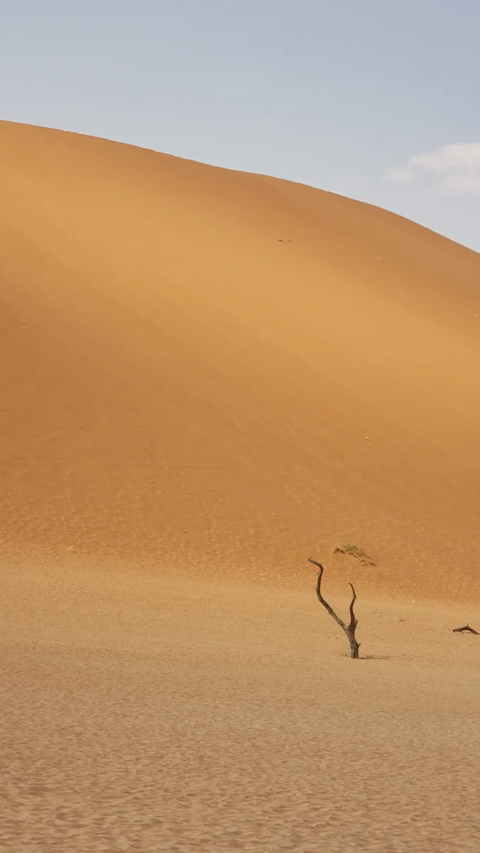 投稿写真：ナミブ砂漠　静寂のデッドフレイ