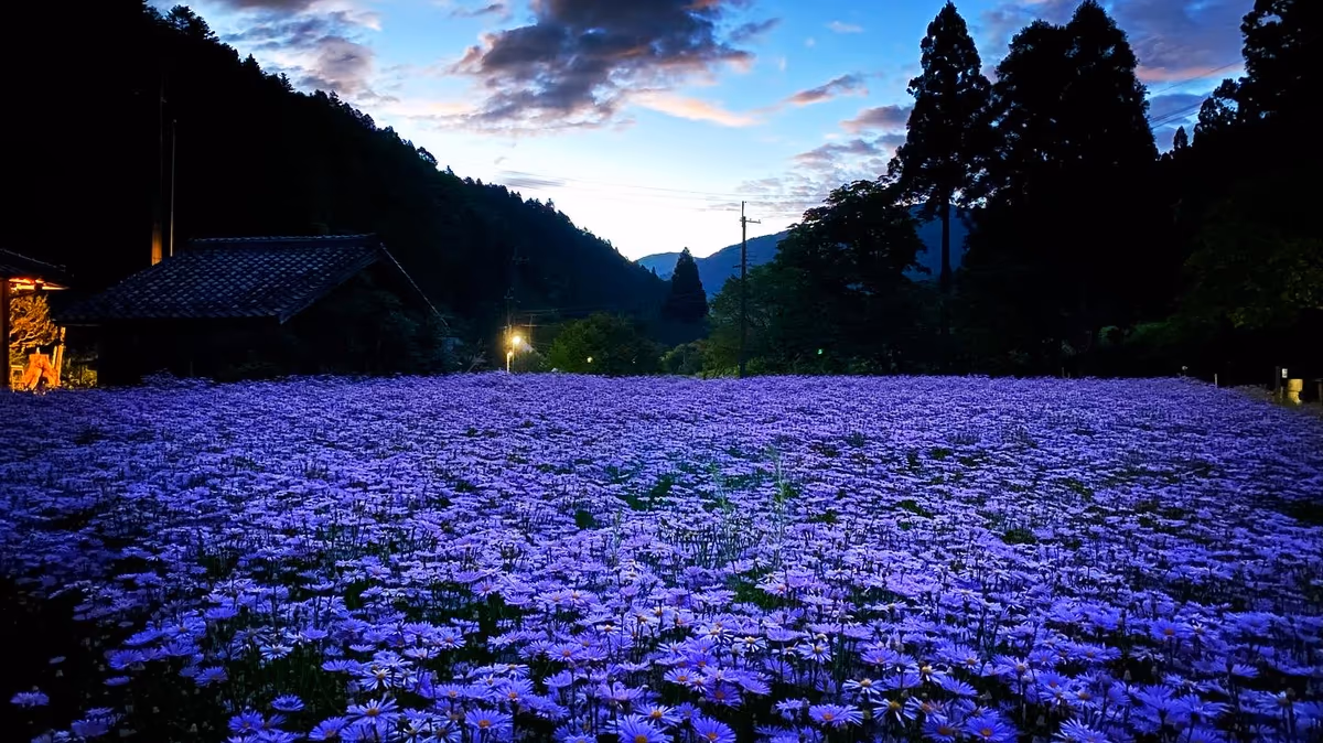 投稿写真：まるで薄紫色の絨毯⁉️京都の秘境 久多地区にだけ咲く北山友禅菊