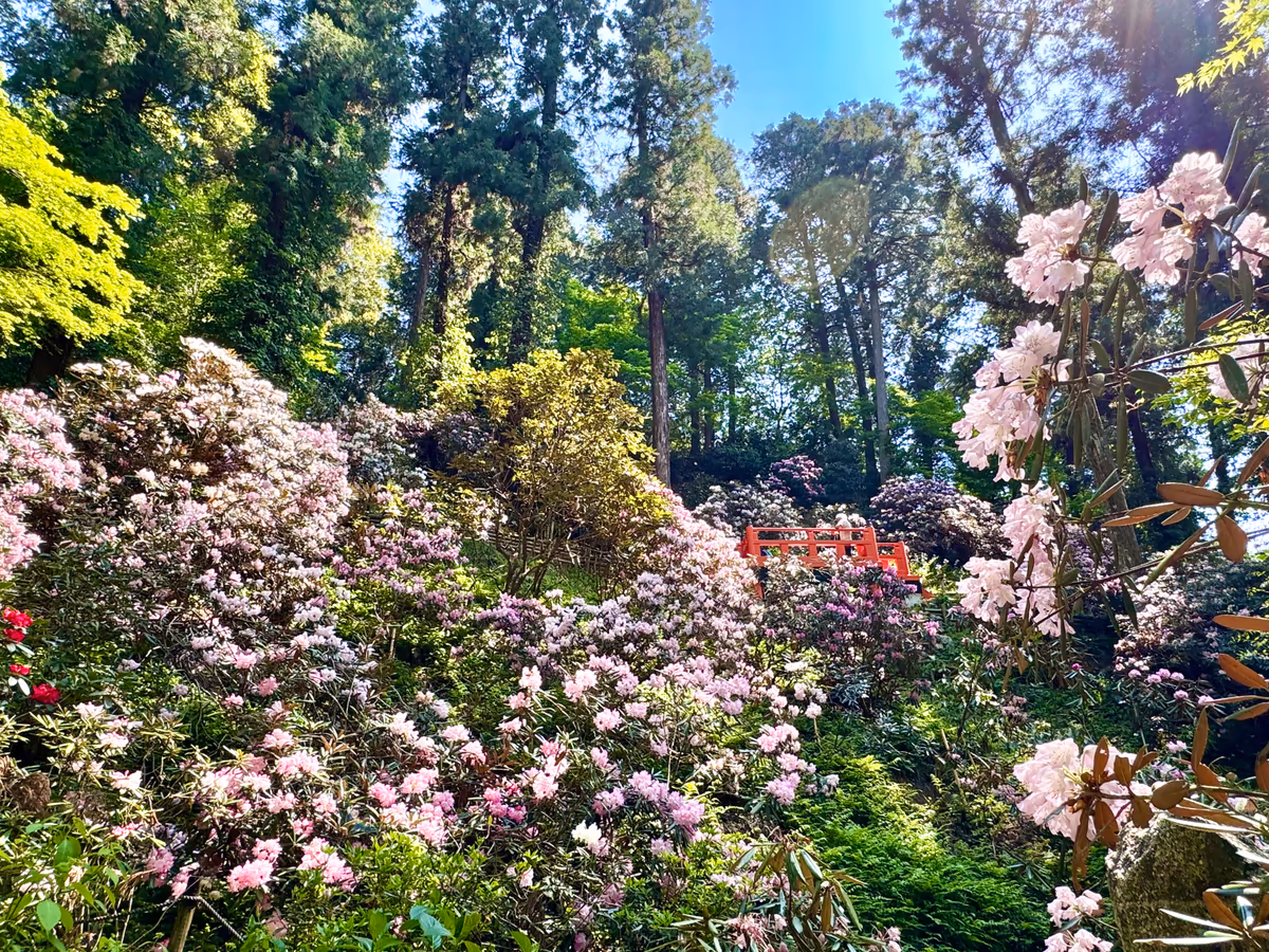 投稿写真：石楠花の絶景 岡寺
