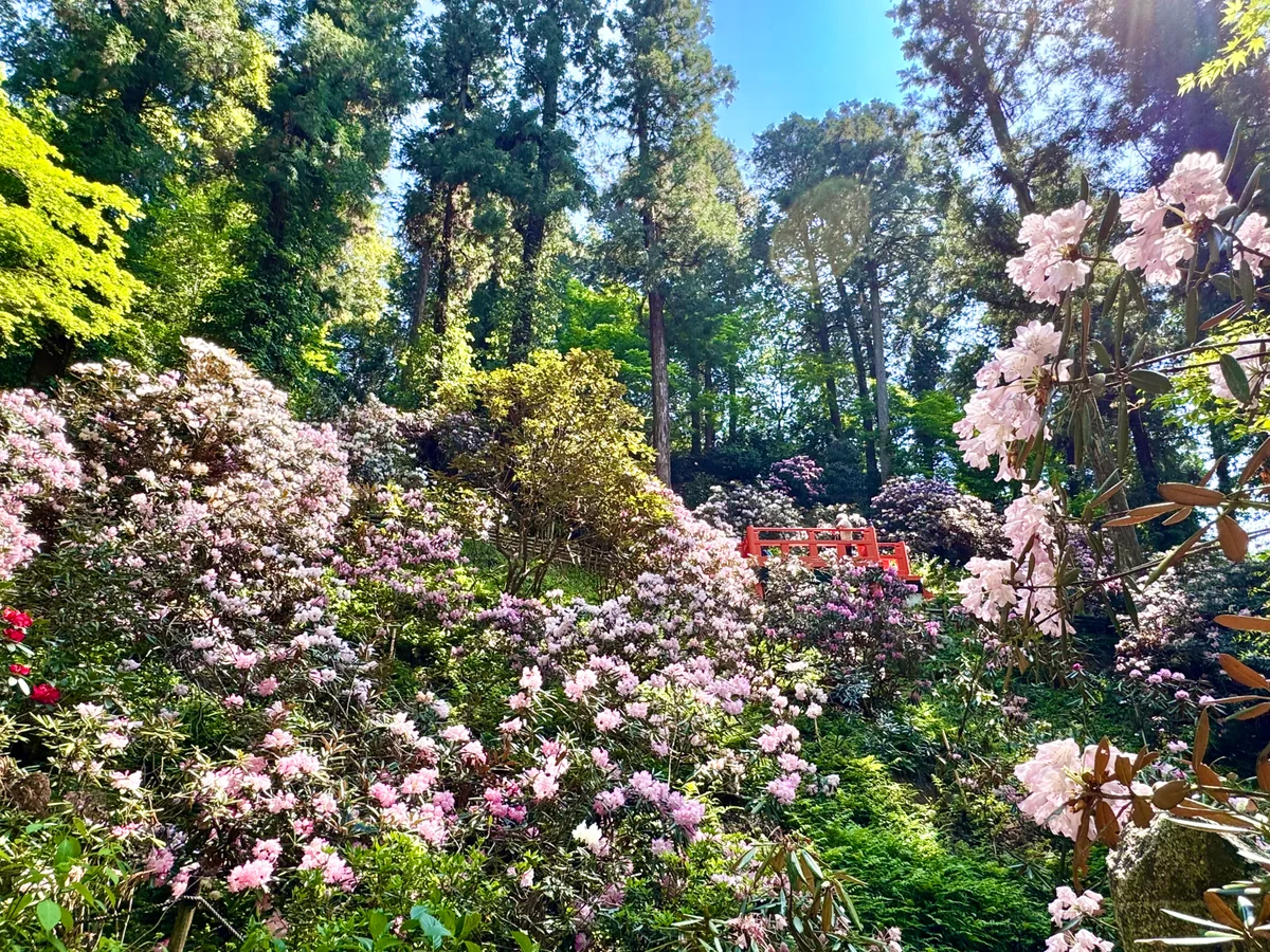 投稿写真：石楠花の絶景 岡寺