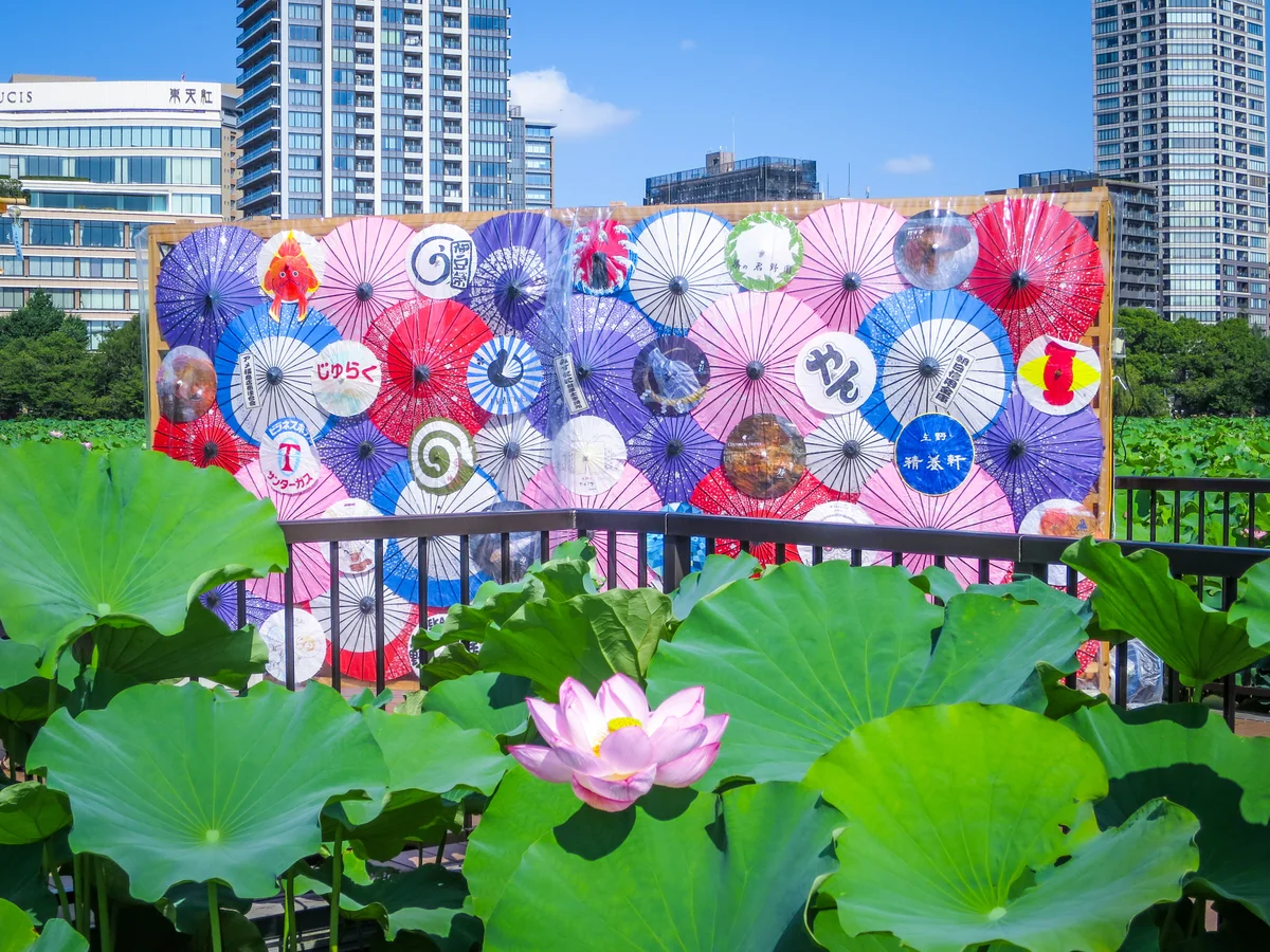 投稿写真：和傘とハスの花
