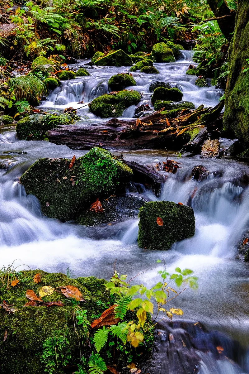 投稿写真：奥入瀬２