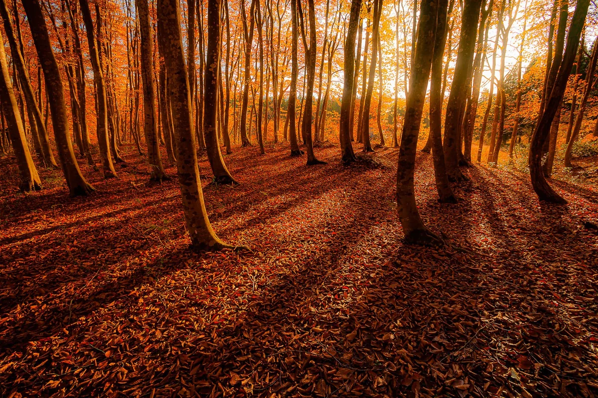 投稿写真：晩秋の美人林