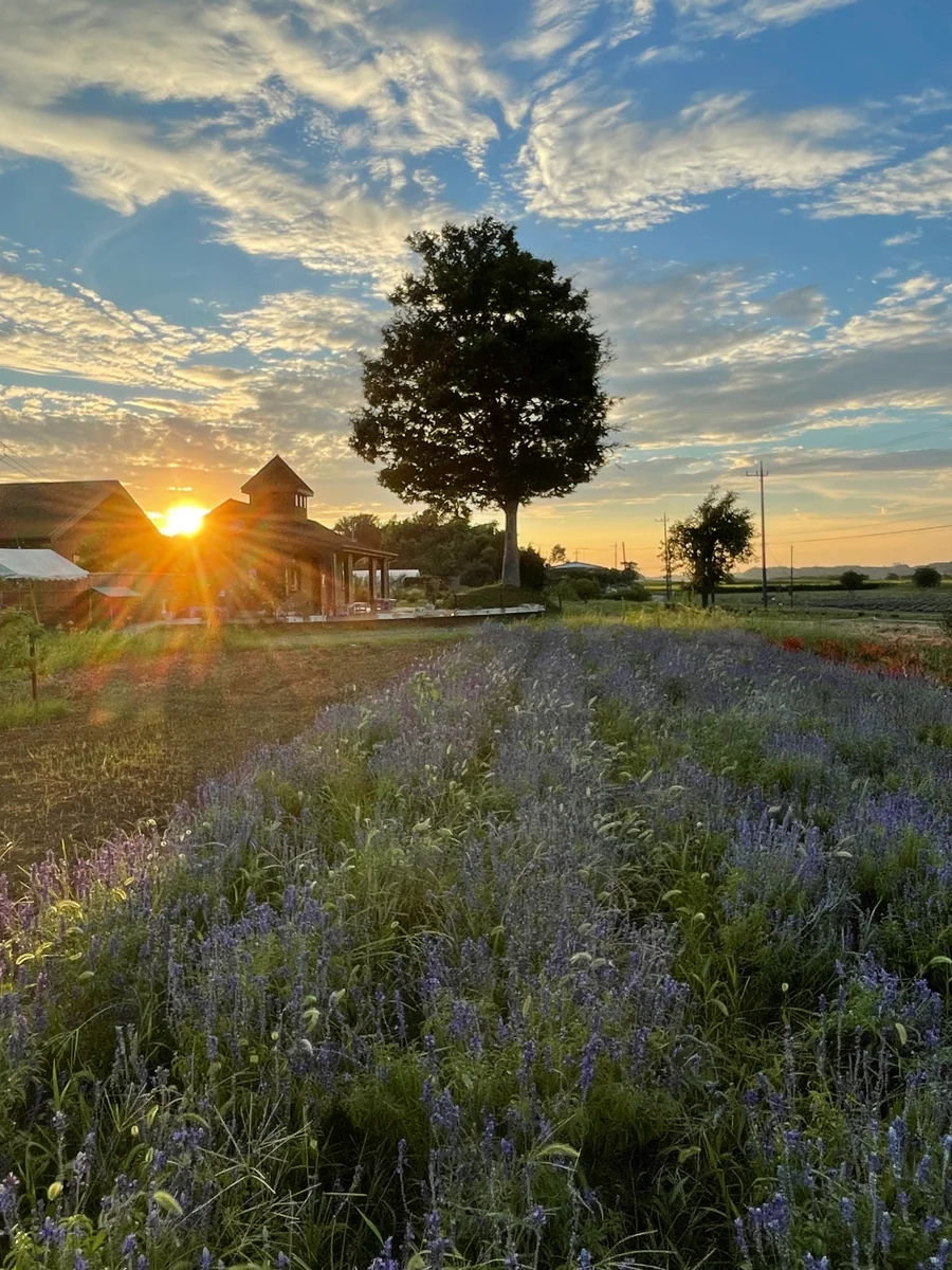 投稿写真：夕日の花畑