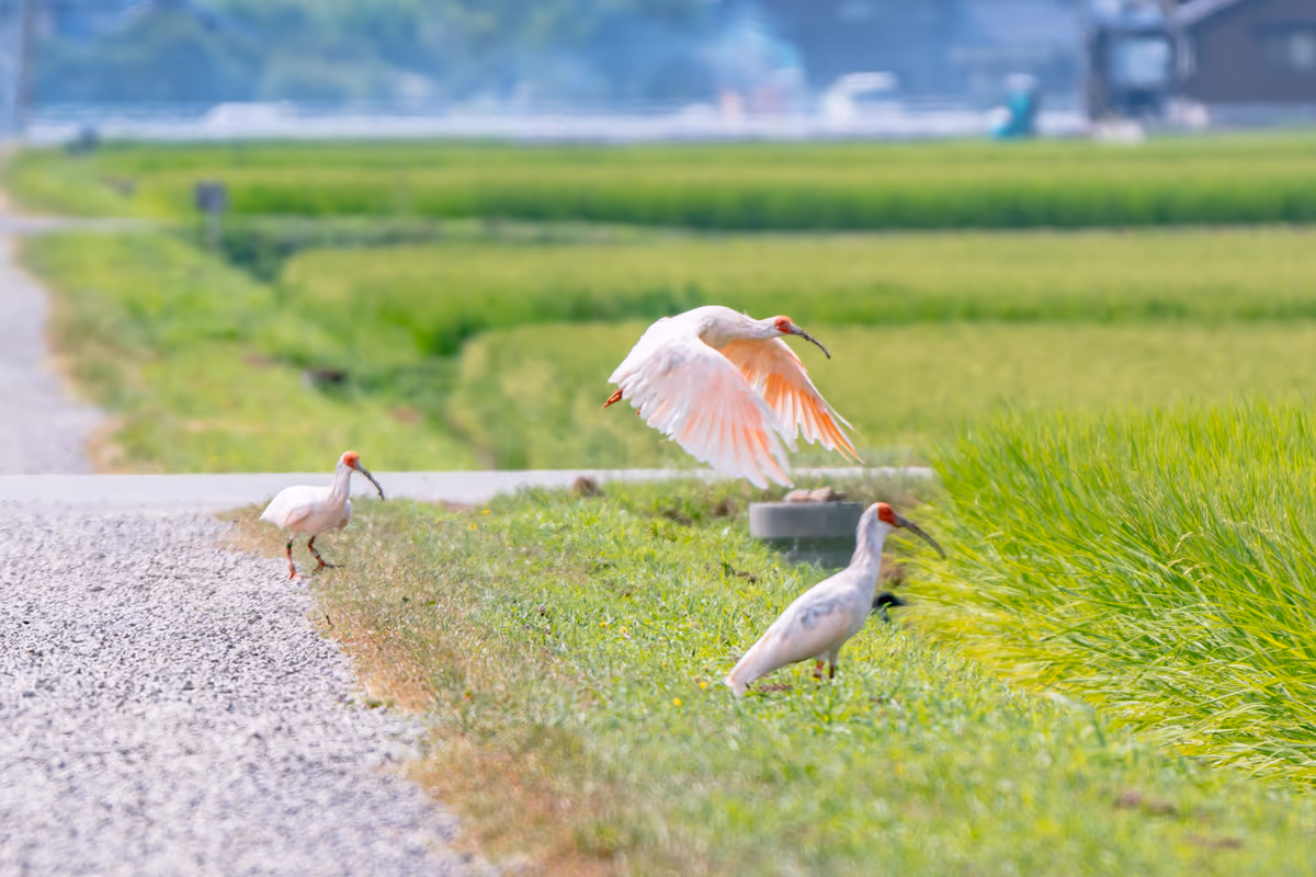 投稿写真：トキの棲む島の田んぼの情景（佐渡島）