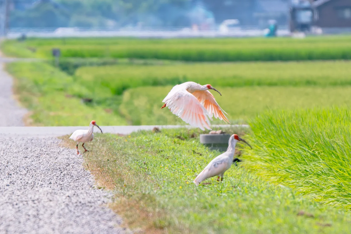投稿写真：トキの棲む島の田んぼの情景（佐渡島）