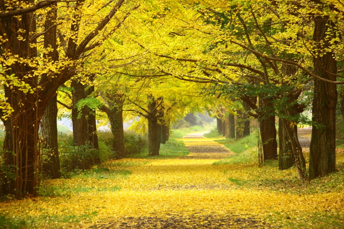 ゆうちょさんの投稿写真