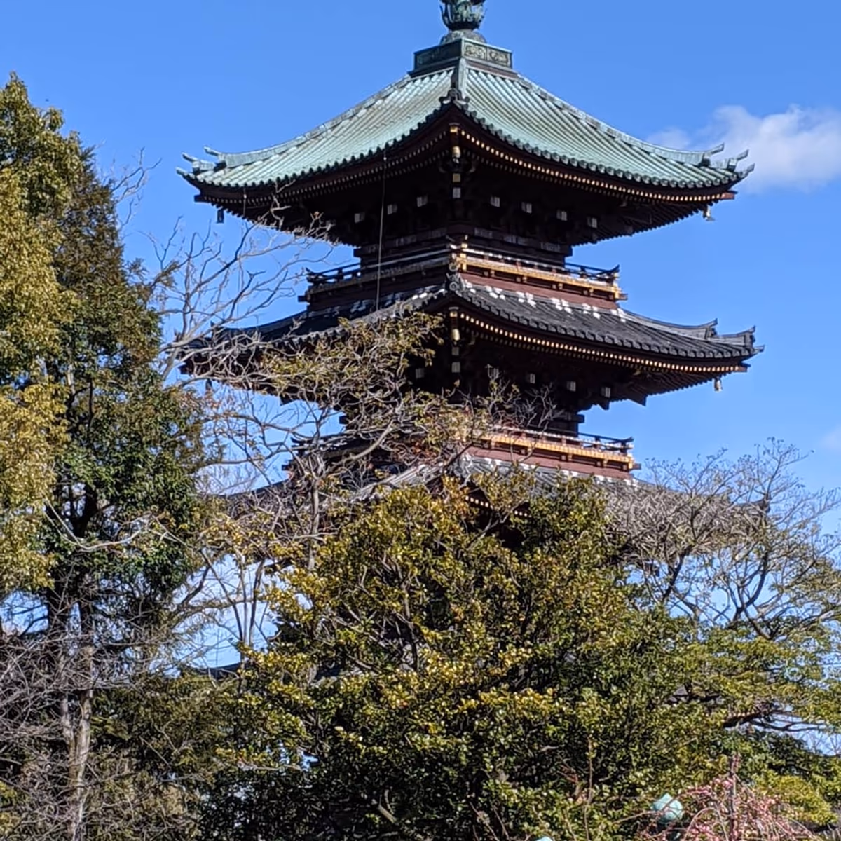 投稿写真：上野公園
