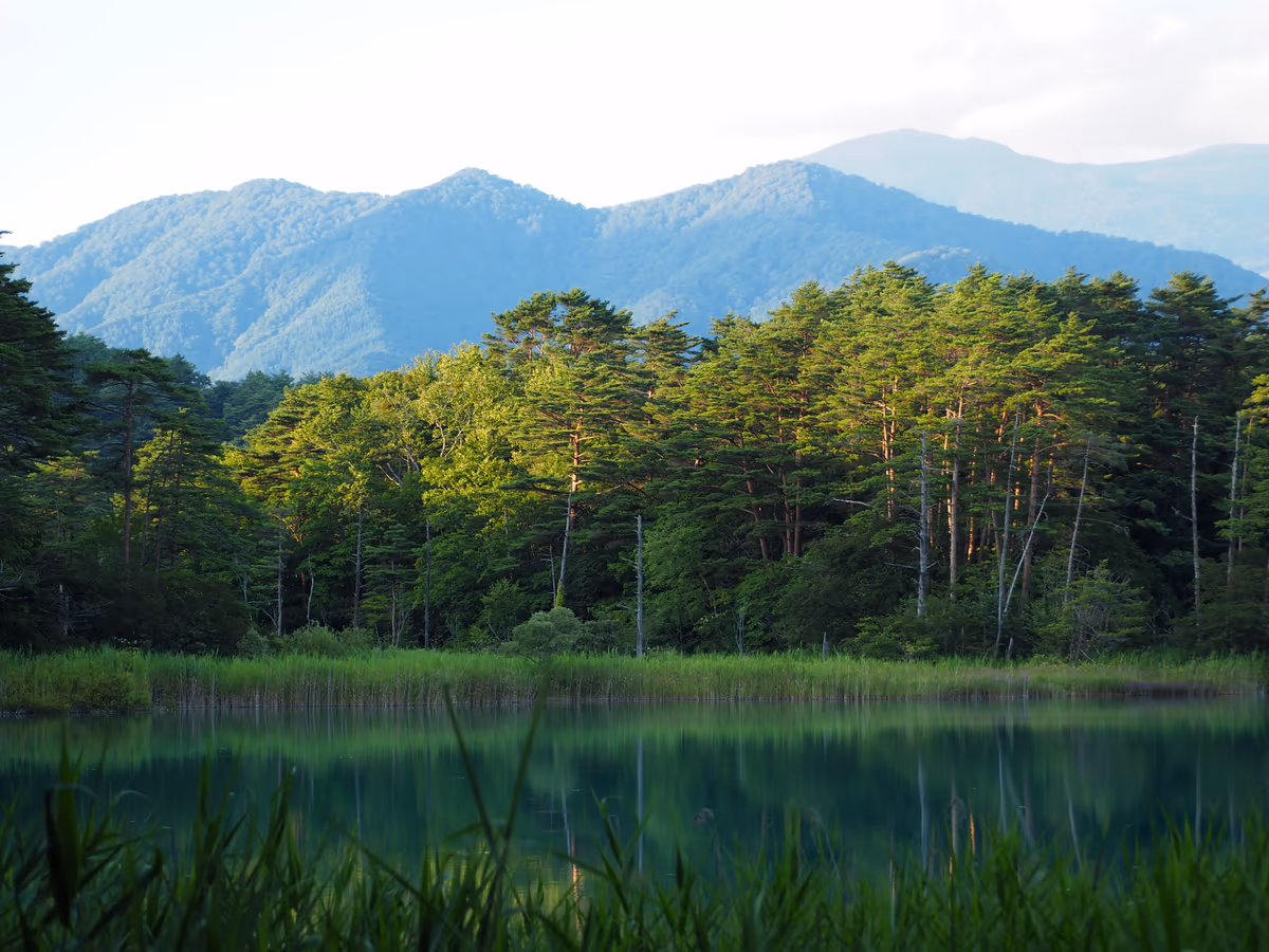 投稿写真：瑠璃沼の夏
