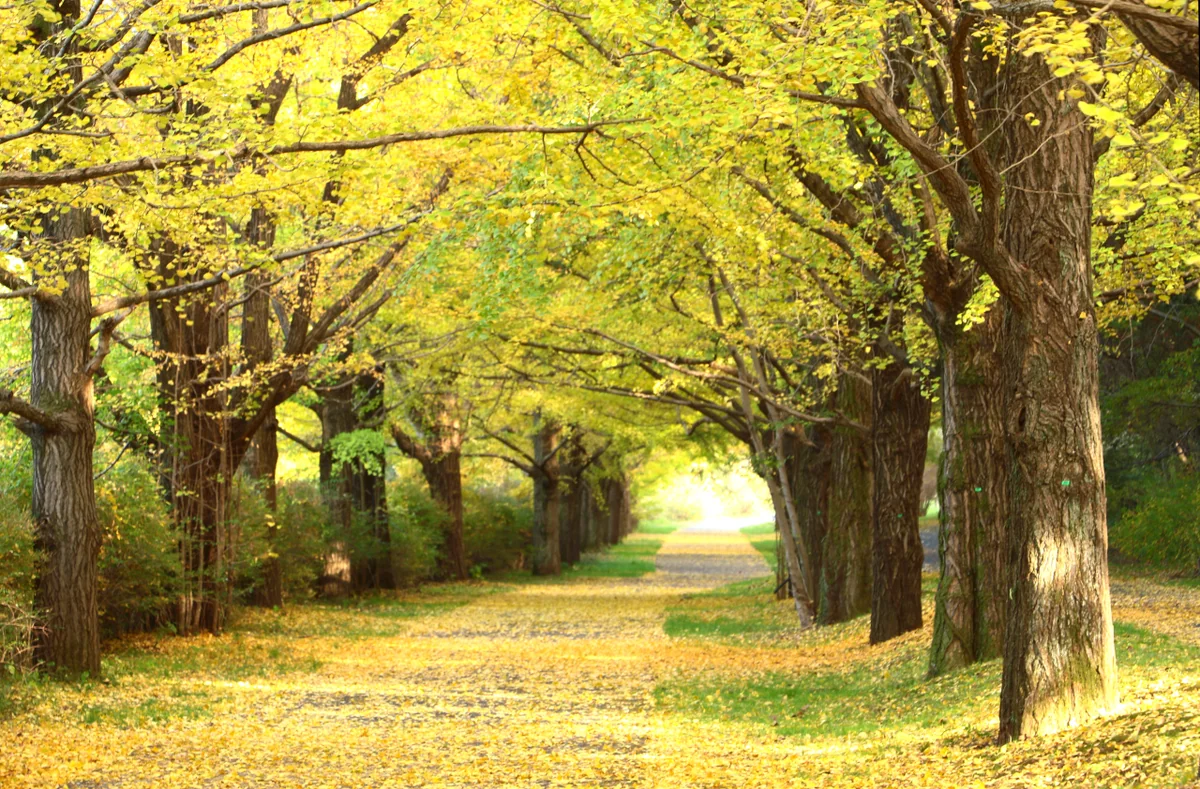 投稿写真：銀杏並木