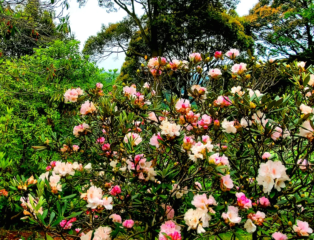 投稿写真：薔薇のような石楠花