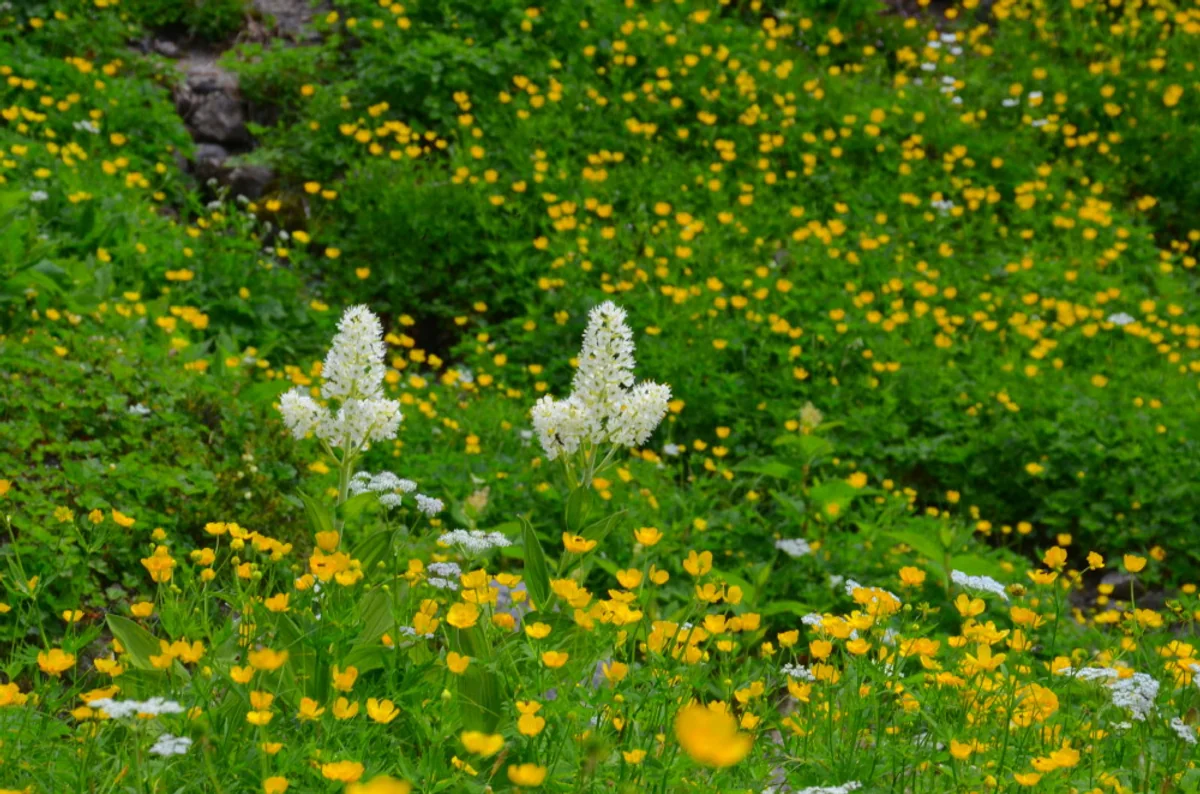 投稿写真：ミヤマキンポウゲとコバイケイソウ