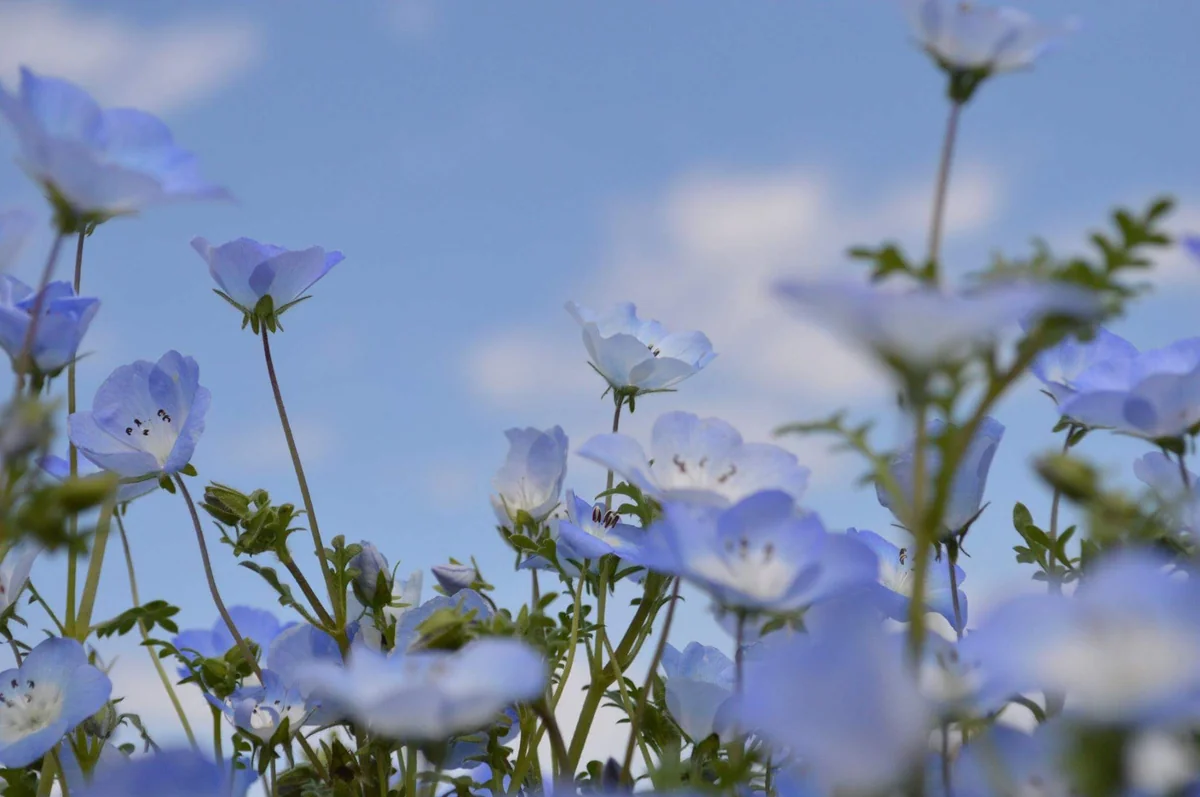 投稿写真：ネモフィラと空