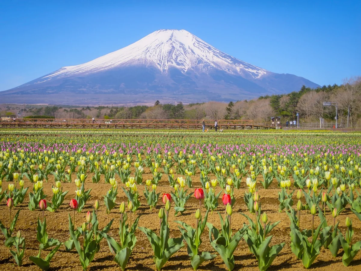 投稿写真：チューリップと富士山
