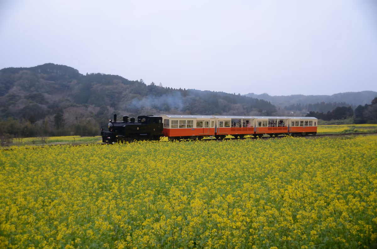 投稿写真：石神の菜の花畑　蒸気機関車によく似た列車
