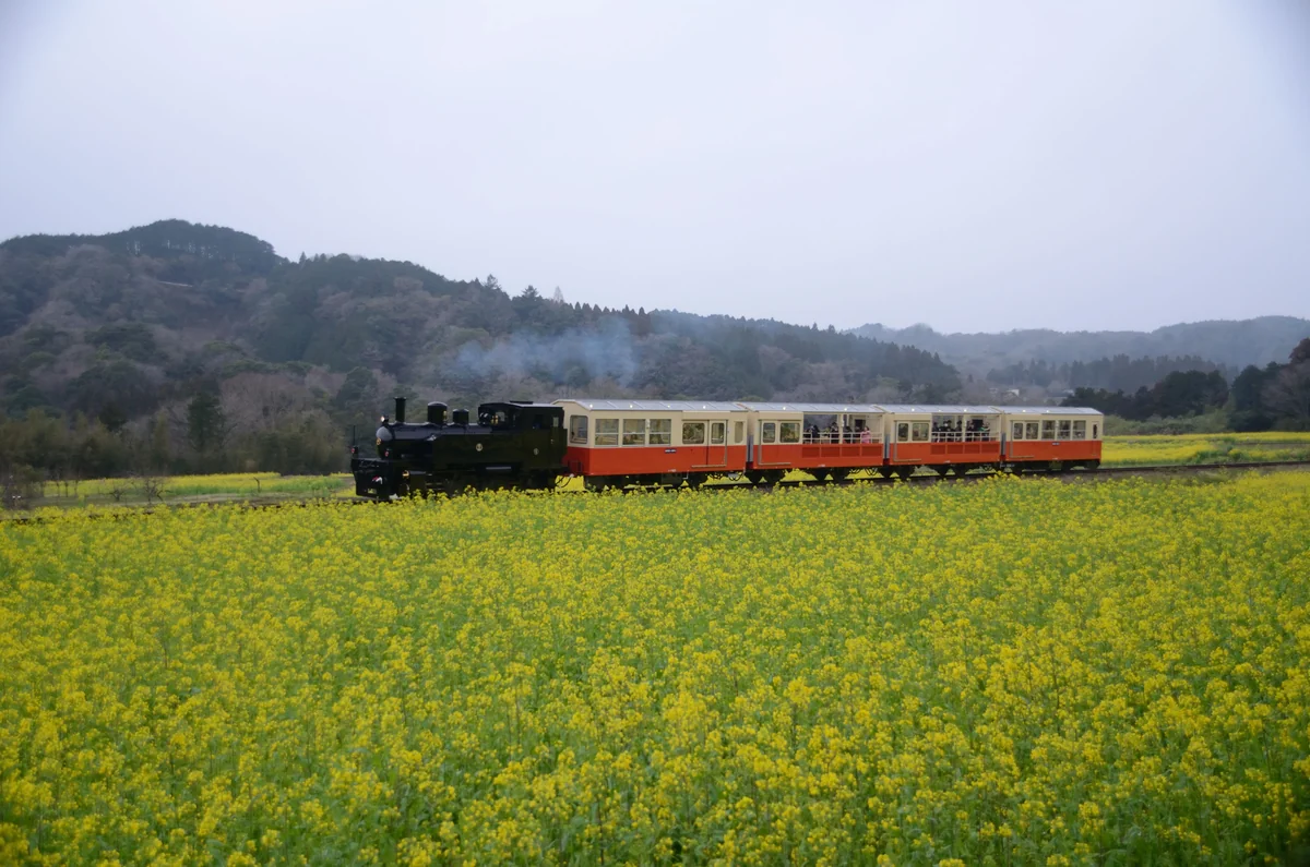 投稿写真：石神の菜の花畑　蒸気機関車によく似た列車