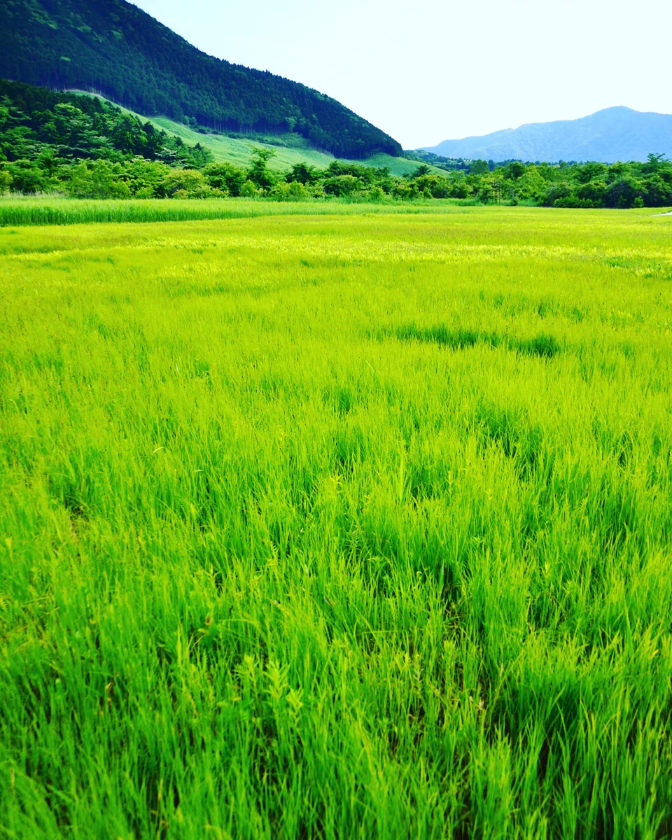 投稿写真：緑彩