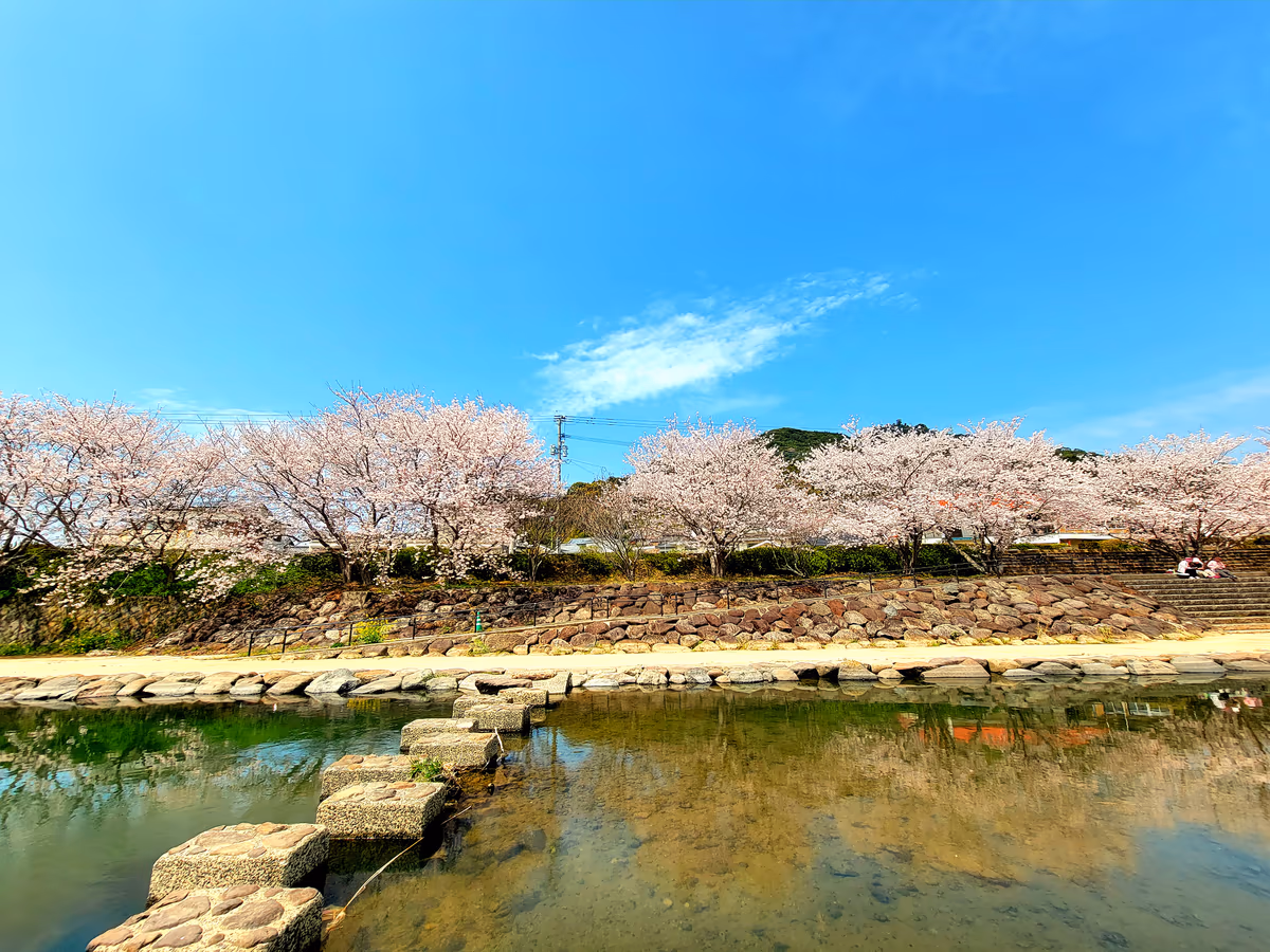 投稿写真：川岸の桜並木